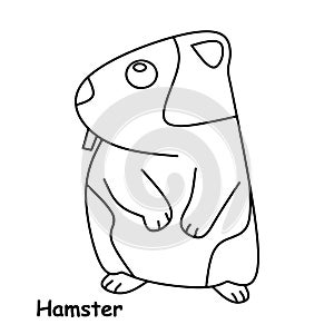Hamster line illustration animal vector