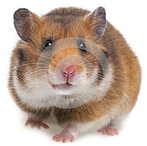 Hamster