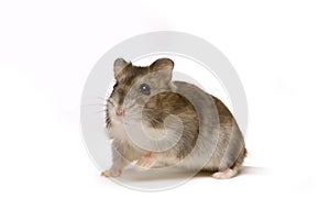 Hamster