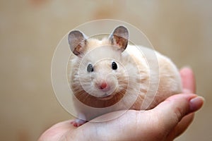 Hamster