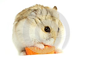 Hamster