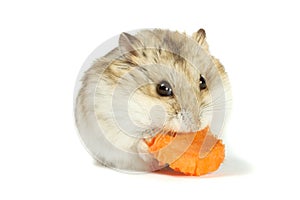 Hamster