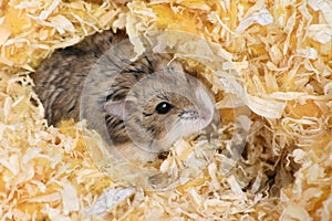 Hamster