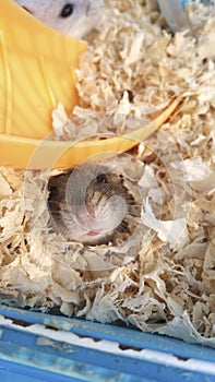 hamster anima mammal rodent lovely infancy peep naughty happy
