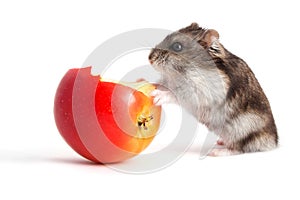 Hamster and apple