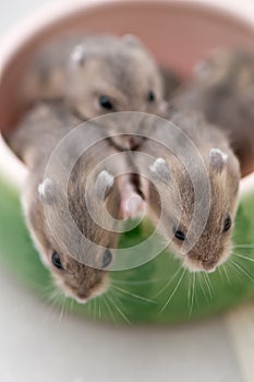 Hamster babies 10