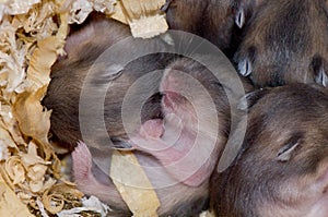 Hamster babies 11