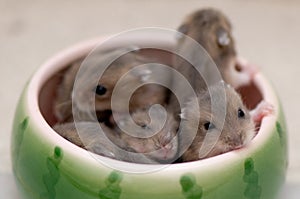 Hamster babies 12