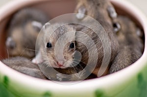Hamster babies 2