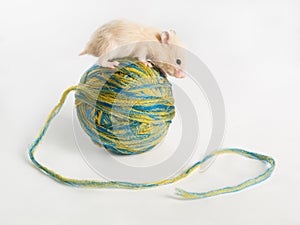 Hamster on the ball