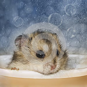 Hamster bathes