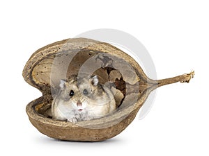 Hamster in Buddha nut on white background