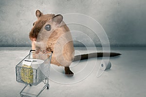 Hamster buying in panic the supermarket empty - 3D-Illustration hamster buys pasta and toilet paper in panic 3D-Illustration