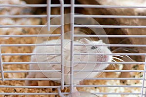 Hamster in the cage