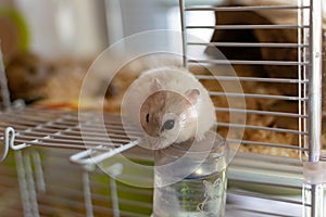 Hamster in the cage trying to leave