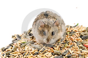 Hamster with cereals