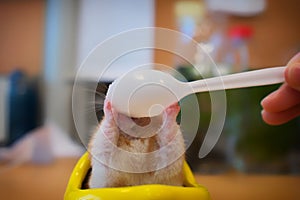 A hamster chewing a plastic spoon