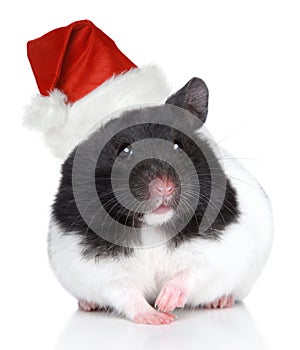 Hamster in Christmas hat on a white background