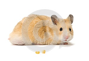 Hamster and corn seeds