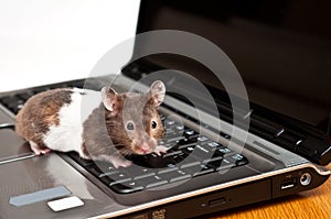 Hamster crawling on top of a laptop