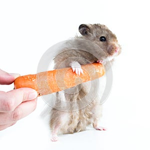 Hamster (Cricetus) with carrot