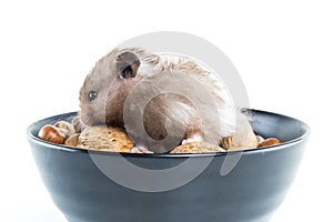 Hamster (Cricetus) with mixed nuts