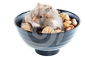 Hamster (Cricetus) with mixed nuts