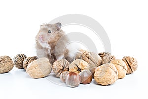 Hamster (Cricetus) with mixed nuts