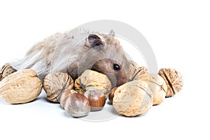 Hamster (Cricetus) with mixed nuts