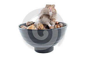 Hamster (Cricetus) with mixed nuts