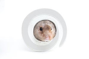 Hamster (Cricetus) in a toilet roll