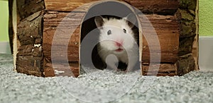 Hamster