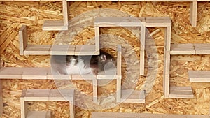 The hamster deftly walks through the maze, along its corridors.