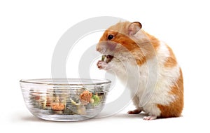 A hamster eating