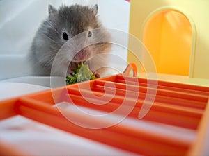 Hamster Eating Brocolli