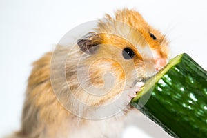 Hamster (Cricetus) eating cucumber