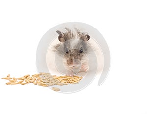 Hamster eating Oats grains