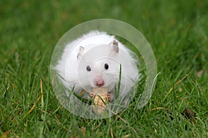 Hamster eating a peanut