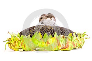 Hamster Eating Seeds On The Sunflower