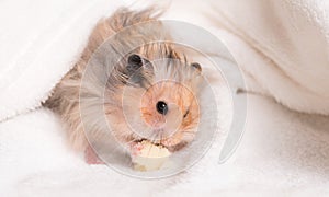 Hamster eating on a white background