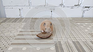 Hamster eats a piece of bread, video