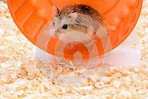 Hamster enthusiasts treadmill