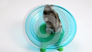 Hamster exercise wheel