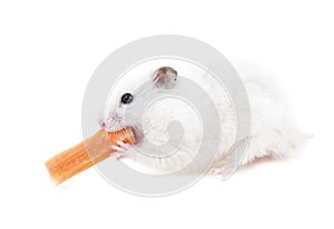 Hamster with fresh carrot