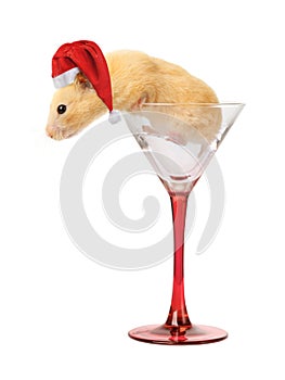 Hamster in glass