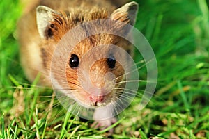 Hamster on the grass