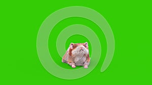 Hamster Green Screen Rodent Attacks Front 3D Animation Animals Rendring