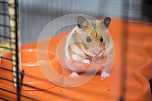 Hamster having existential crisis in the cage