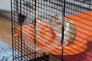 Hamster having existential crisis in the cage