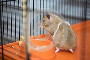 Hamster having existential crisis in the cage photo